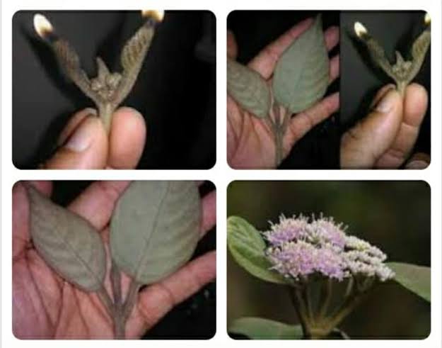 ಪಾಂಡವರ ಬತ್ತಿ