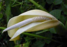 ಕೇದಗೆ ಹೂವು