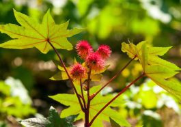 ಹರಳು ಅಥವಾ ಔಡಲ ಸಸ್ಯ