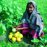 ವಿಶಿಷ್ಟ ರುಚಿ ಹೊಂದಿದ ಬದನೆಯ ಒಂದು ಪ್ರಭೇದ ಮಟ್ಟುಗುಳ್ಳ 27 ಮಟ್ಟುಗುಳ್ಳ