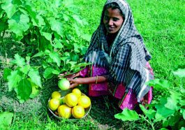 ಮಟ್ಟುಗುಳ್ಳ