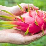 ಪ್ರಾಣಿ ಹೆಸರು ಇರುವ ಡ್ರ್ಯಾಗನ್ ಹಣ್ಣು 26 ಡ್ರ್ಯಾಗನ್ ಹಣ್ಣು