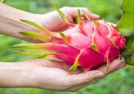 ಡ್ರ್ಯಾಗನ್ ಹಣ್ಣು