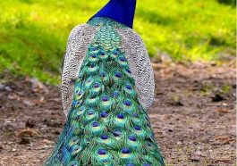 ನಮ್ಮ ರಾಷ್ಟ್ರ ಪಕ್ಷಿ