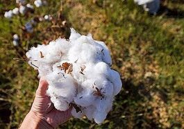 ಹತ್ತಿ ಬೆಳೆ