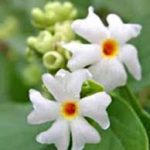 ಪಾರಿಜಾತ ಹೂವು