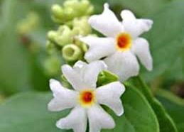 ಪಾರಿಜಾತ ಹೂವು