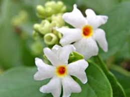 ಪಾರಿಜಾತ ಹೂವು