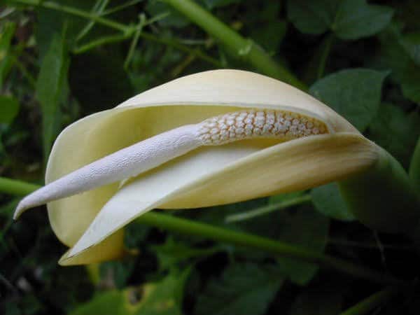 ಕೇದಗೆ ಹೂವು