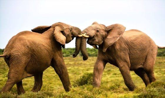 ದೈತ್ಯ ಜೀವಿ ಆನೆ