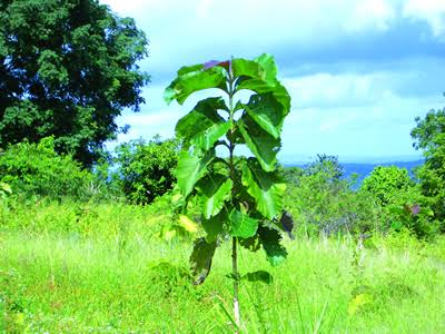 ಮರಗಳ ರಾಜ ಸಾಗುವಾನಿ 1 ಸಾಗುವಾನಿ