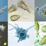 ಒಂದೇ ಜೀವಕೋಶ ಹೊಂದಿರುವ ಪ್ರಾಣಿ ಅಮೀಬಾ 27 ಅಮೀಬಾ