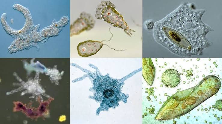 ಒಂದೇ ಜೀವಕೋಶ ಹೊಂದಿರುವ ಪ್ರಾಣಿ ಅಮೀಬಾ 1 ಅಮೀಬಾ