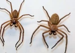 ಜೇಡರ ಹುಳು