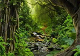 ಮಳೆಕಾಡು