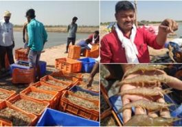 ಸಿಗಡಿ ಕೃಷಿ