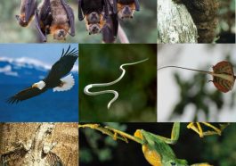 ಉಡ್ಡಯನ ಪ್ರಾಣಿಗಳು