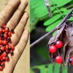 ಚೀನಾ ದೇಶದಲ್ಲಿ ಗುಲಗಂಜಿಯು ಪ್ರೀತಿಯ ಸಂಕೇತ 26 ಗುಲಗಂಜಿ