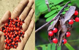 ಗುಲಗಂಜಿ