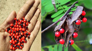 ಗುಲಗಂಜಿ