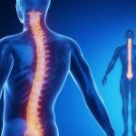 ಬೆನ್ನುಮೂಳೆ ರಚನೆ 26 ಬೆನ್ನುಮೂಳೆ ರಚನೆ