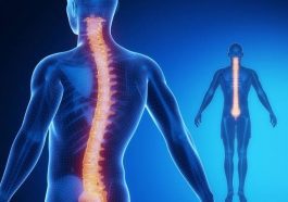 ಬೆನ್ನುಮೂಳೆ ರಚನೆ