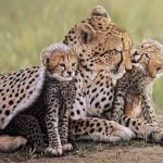 ಚೀತಾ ಗುಣಲಕ್ಷಣಗಳು 27 ಚೀತಾ ಗುಣಲಕ್ಷಣಗಳು