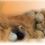 ಕಸ್ತೂರಿ ಪರಿಮಳ 27 ಕಸ್ತೂರಿ ಪರಿಮಳ