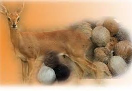 ಕಸ್ತೂರಿ ಪರಿಮಳ