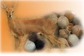 ಕಸ್ತೂರಿ ಪರಿಮಳ