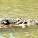 ಸಮುದ್ರವಾಸಿ ಮೊಸಳೆ ಗುಣಲಕ್ಷಣ 27 ಮೊಸಳೆ ಗುಣಲಕ್ಷಣ