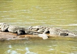 ಮೊಸಳೆ ಗುಣಲಕ್ಷಣ