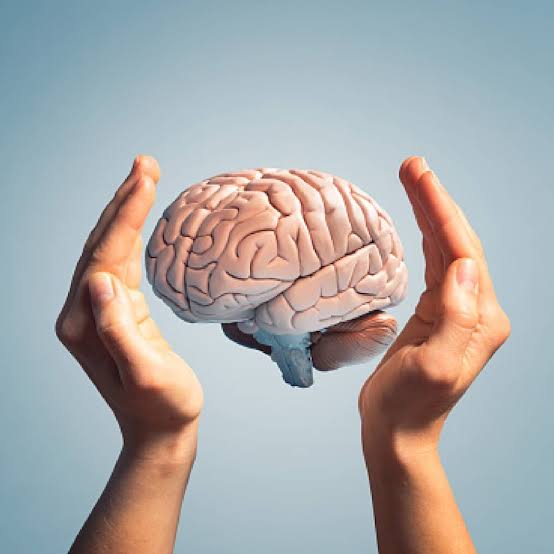 ಮೆದುಳಿನ ರಚನೆ