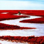 ಕೆಂಪು ಸಮುದ್ರ : ಅತ್ಯಂತ ಉಷ್ಣವಲಯದ ಸಮುದ್ರ 26 ಕೆಂಪು ಸಮುದ್ರ