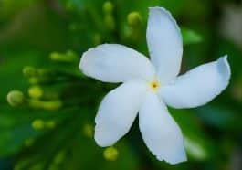 ನಂದಿಬಟ್ಟಲು ಹೂ