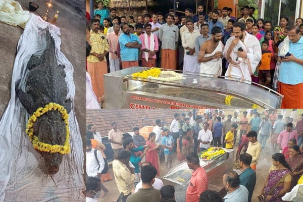 ಅನಂತ ಪದ್ಮನಾಭ ದೇವಸ್ಥಾನದ ಸಸ್ಯಾಹಾರಿ 'ಬಬಿಯಾ' ಇಹಲೋಕ ತ್ಯಜಿಸಿದೆ