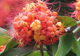 ಅಶೋಕ ಹೂಗಳು