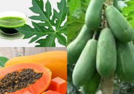 ಪಪ್ಪಾಯದಷ್ಟೆ ಉಪಯೋಗಿ ಪಪ್ಪಾಯ ಎಲೆಗಳು