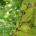 ಉಪ್ಪಿಮುಳ್ಳು ಮತ್ತು ಹೊನಗೊನ್ನೆ ಸೊಪ್ಪುಉಪಯೋಗಗಳು 26 ಉಪ್ಪಿಮುಳ್ಳು ಮತ್ತು ಹೊನಗೊನ್ನೆ ಸೊಪ್ಪು