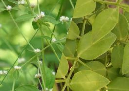 ಉಪ್ಪಿಮುಳ್ಳು ಮತ್ತು ಹೊನಗೊನ್ನೆ ಸೊಪ್ಪು