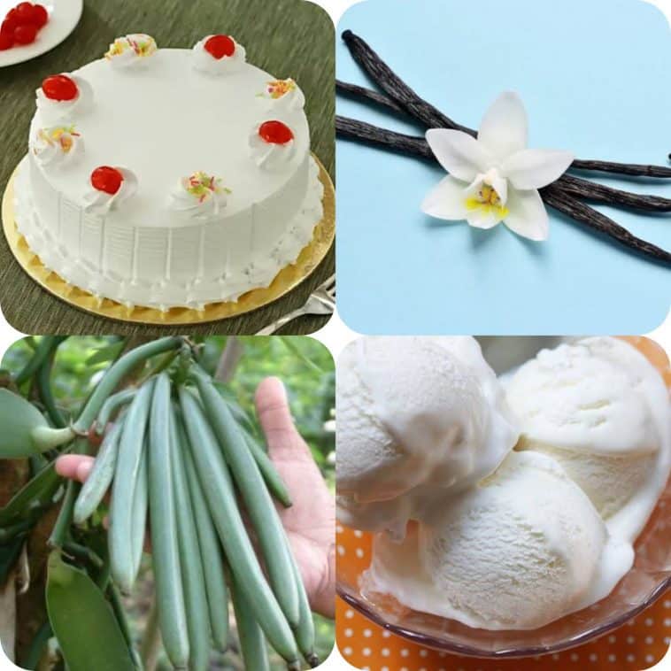 ವೆನಿಲಾ ಬೆಳೆ : ಆಹಾರ ಉತ್ಪನ್ನಗಳ ಸ್ವಾದಕ್ಕೆ ಬಳಸಲಾಗುತ್ತದೆ 1 ವೆನಿಲಾ ಬೆಳೆ