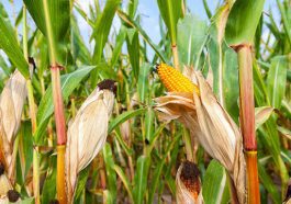 ಜೋಳದ ಬೆಳೆ