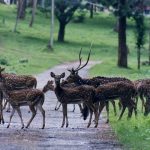 ನಾಗರಹೊಳೆ ರಾಷ್ಟ್ರೀಯ ಉದ್ಯಾನವನ