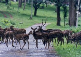 ನಾಗರಹೊಳೆ ರಾಷ್ಟ್ರೀಯ ಉದ್ಯಾನವನ