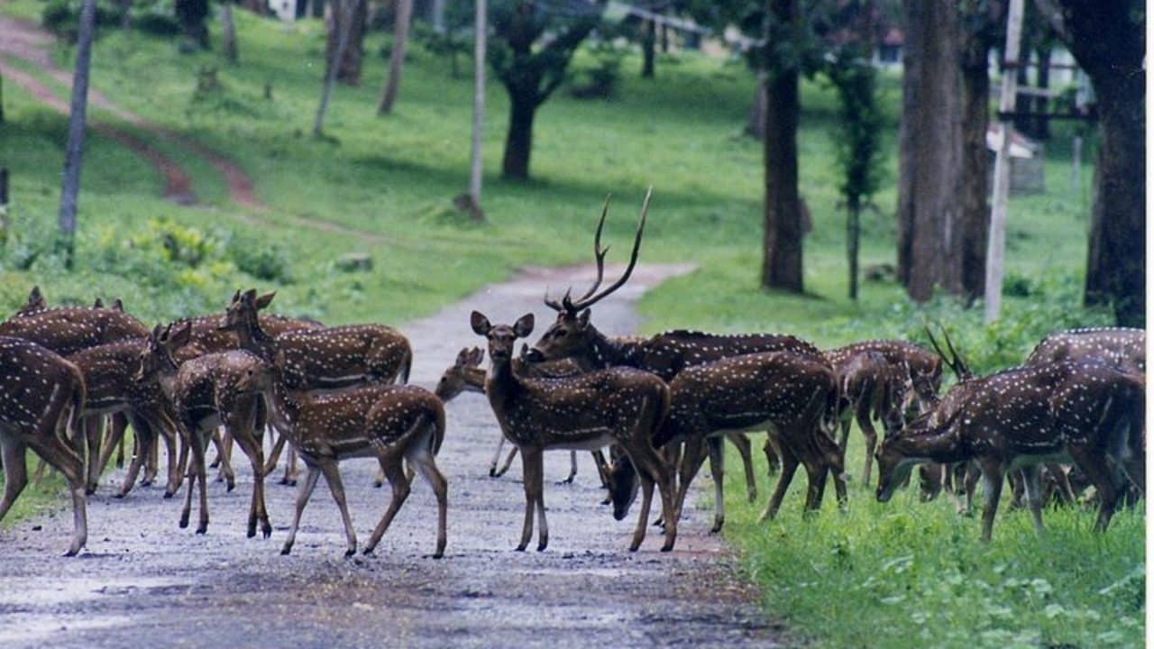 ನಾಗರಹೊಳೆ ರಾಷ್ಟ್ರೀಯ ಉದ್ಯಾನವನ