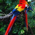 ಅಮೆಜಾನ್ನ ಪಕ್ಷಿಗಳ ಅವನತಿಗೆ ಕಾರಣಗಳು 28 ಅಮೆಜಾನ್ನ ಪಕ್ಷಿಗಳ ಅವನತಿ