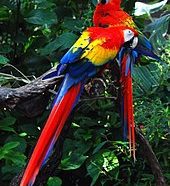 ಅಮೆಜಾನ್‍ನ ಪಕ್ಷಿಗಳ ಅವನತಿ