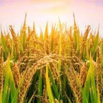 ಭಾರತದಲ್ಲಿ ಭತ್ತಕ್ಕೆ ಏಕದಳ ಧಾನ್ಯಗಳಲ್ಲಿ ಮೊದಲ ಸ್ಥಾನವಿದೆ 27 ಏಕದಳ ಧಾನ್ಯ ಭತ್ತ