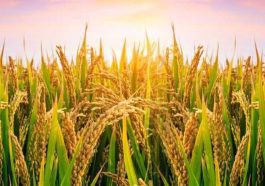 ಏಕದಳ ಧಾನ್ಯ ಭತ್ತ