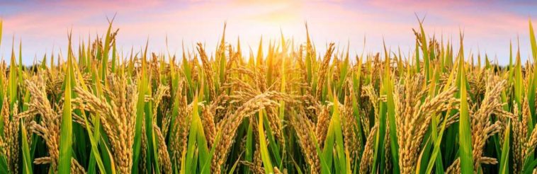 ಭಾರತದಲ್ಲಿ ಭತ್ತಕ್ಕೆ ಏಕದಳ ಧಾನ್ಯಗಳಲ್ಲಿ ಮೊದಲ ಸ್ಥಾನವಿದೆ 1 ಏಕದಳ ಧಾನ್ಯ ಭತ್ತ